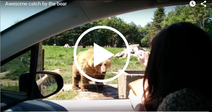 Она передала "Привет" огромному медведю, а он в ответ...