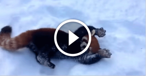 Красные панды резвятся в снегу! Какие же они милахи!