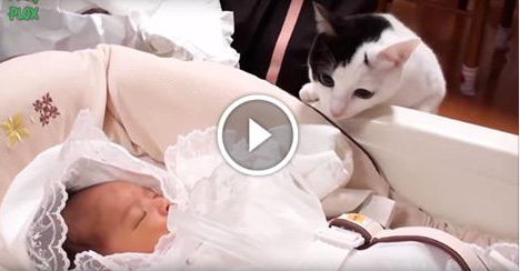 Реакция котов на младенцев. Это что-то удивительное!