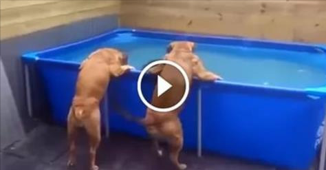 Их любимая игрушка оказалась в бассейне. Как поступят эти щенки?
