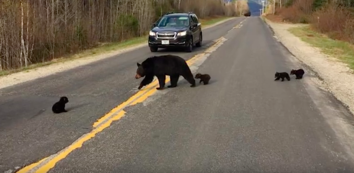 Двойное добро: Полицейские спасли жизнь медвежонку, когда переводили медвежье семейство через дорогу