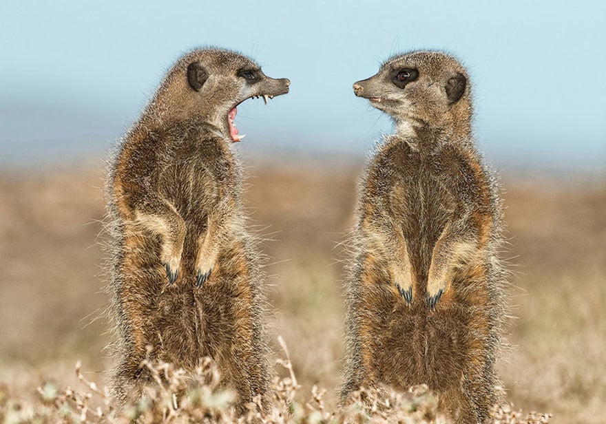 17 снимков от финалистов конкурса на самое смешное фото животных
