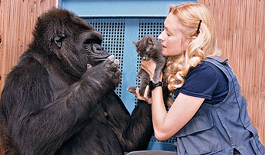 Реакция знаменитой умной гориллы Коко на коробку с котятами