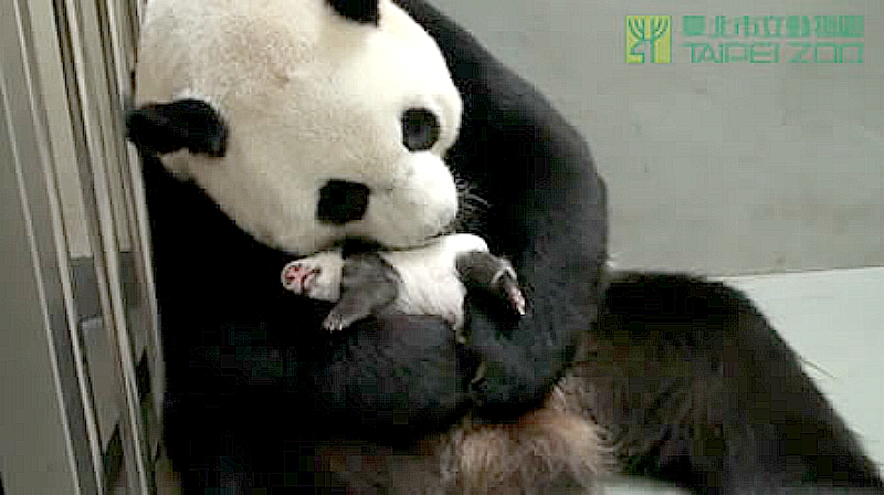 Вы не поверите, что сделала мама-панда, когда увидела своего малыша