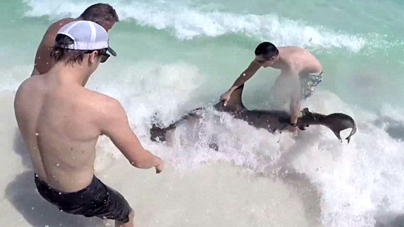 Видео: Как поступили мужчины с акулой, запутавшейся в рыболовном поводке