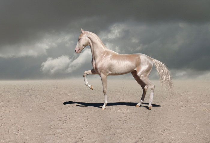 Знакомьтесь: это редкое существо называют “самой красивой лошадью в мире”