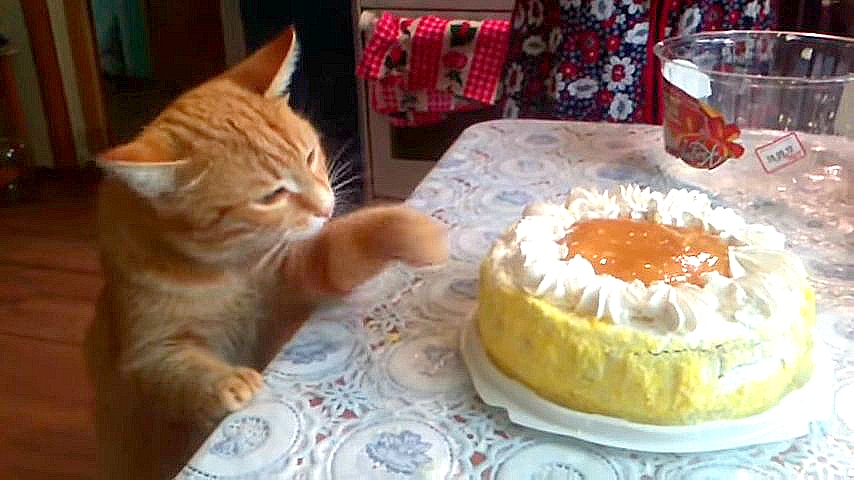 Дайте Лизе торт: Кошка, которая любит сладости