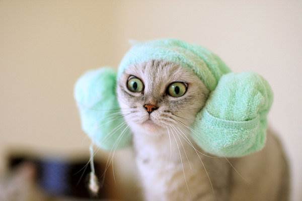Генеральная стирка: Самый терпеливый кот на свете покорно позволяет себя мыть