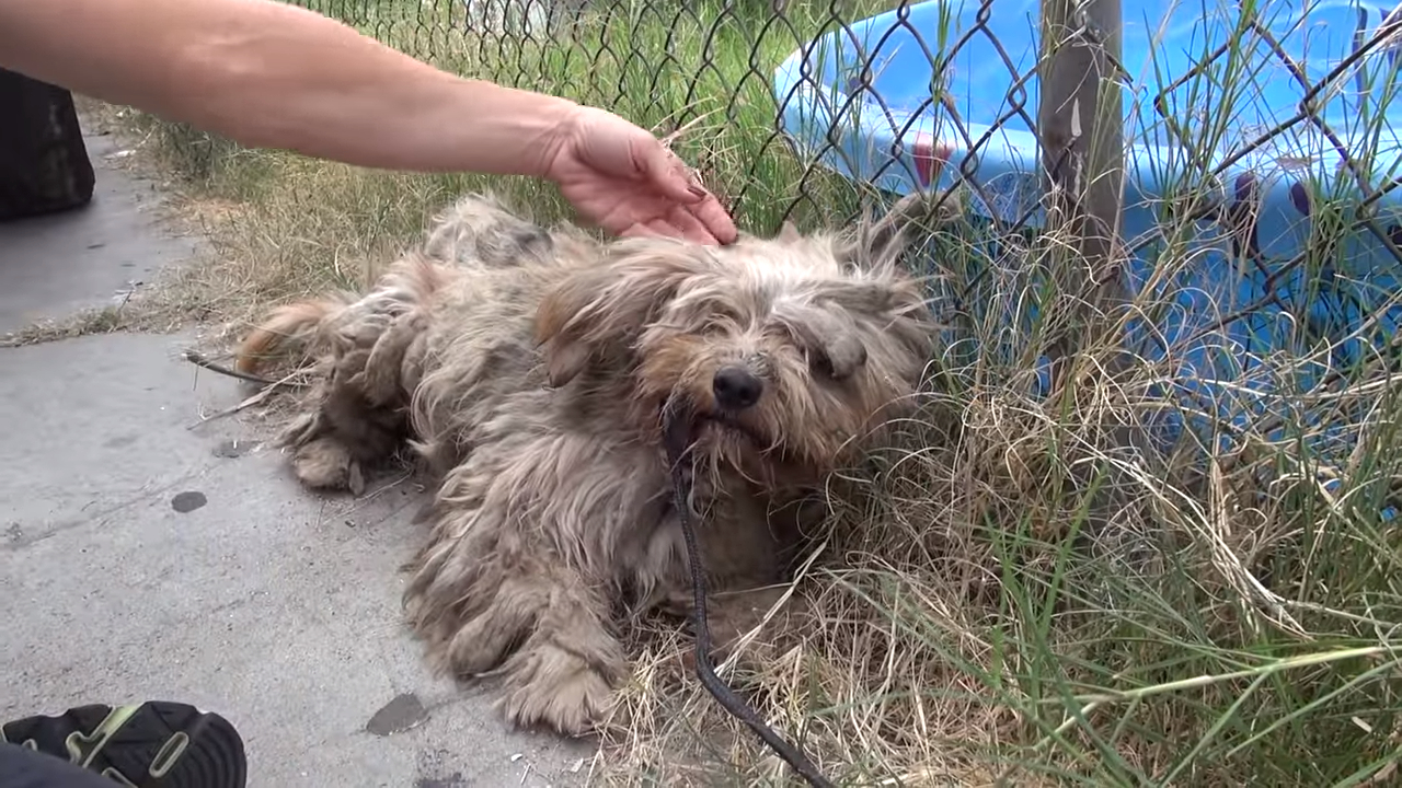 Трогательное видео спасения: Как из грязной и лохматой собаки получился красивый и жизнерадостный пес