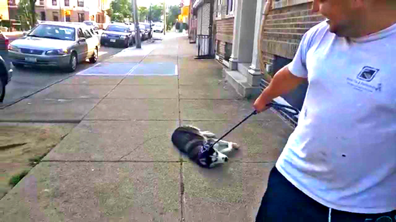 Этот пес отказывается идти домой бойкотом: Самое смешное видео с хаски, которое вы когда-либо видели