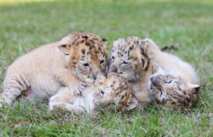 Потрясающие лигрята: удивительные детеныши белого льва и белой тигрицы