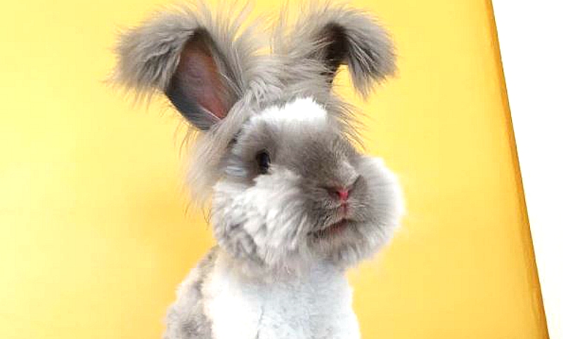 Новая звезда Инстаграма: Кролик Валли с большими пушистыми ушами