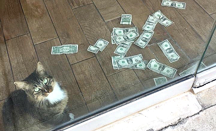 Этот котик собирает деньги на благотворительность невероятно весёлым способом