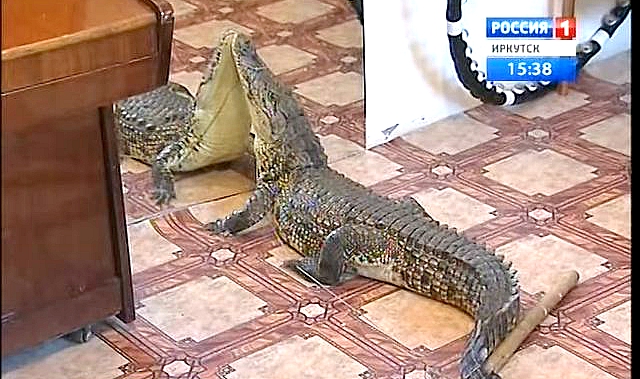 Крокодил Тузик, который живет в иркутской квартире стал звездой Первого канала