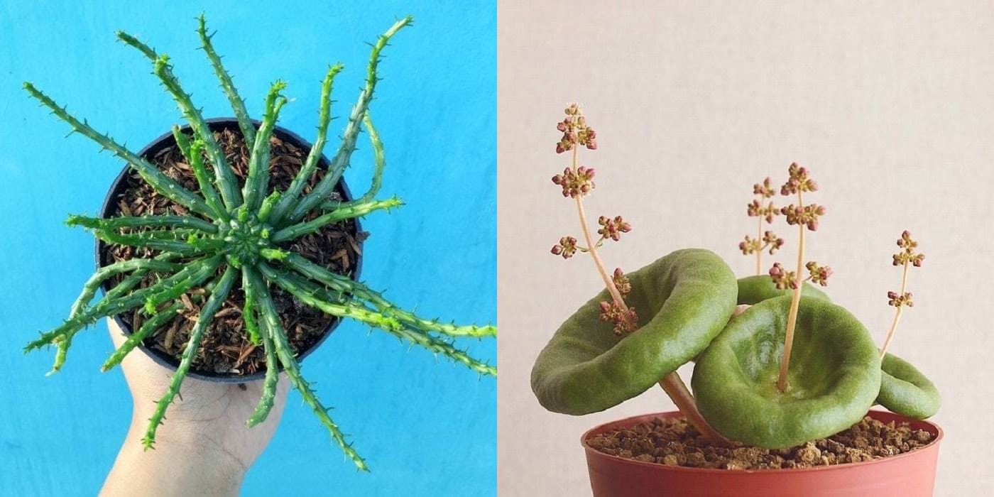 12 потрясающих домашних растений, которые завораживают своим видом