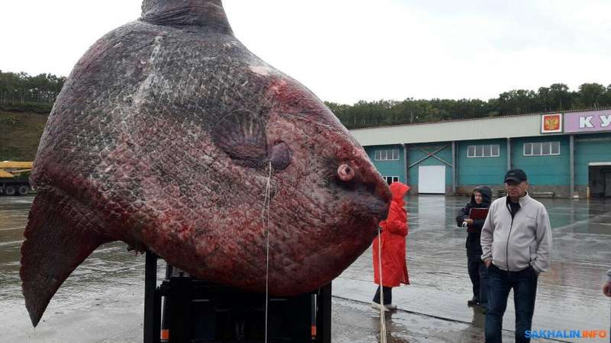 Сахалинские рыбаки поймали редкую гигантскую рыбу-луну и скормили ее медведям