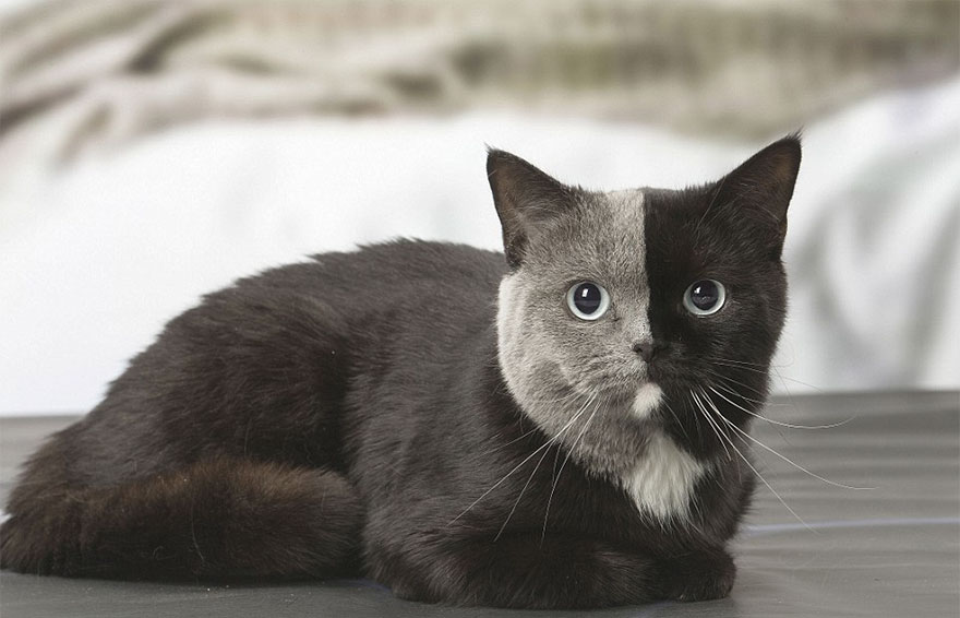 Самая красивая кошка раньше была котенком-химерой