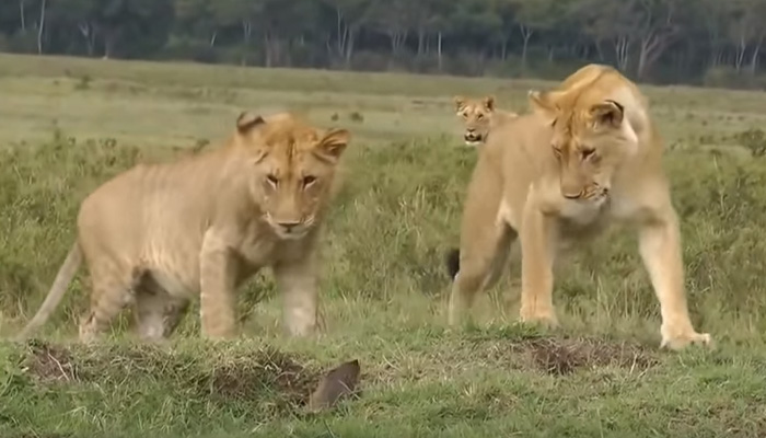 Мангуст дал отпор трем львицам. Вы только посмотрите на этого храбреца!