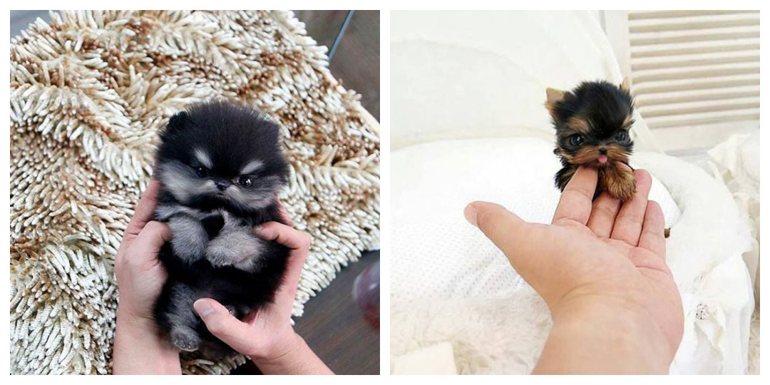 Маленькие очаровашки: снимки самых милых щенков в мире