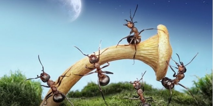 Невероятные муравьи: фотограф сделал серию макро-снимков о их жизни, которая оказалась куда интереснее, чем кажется...