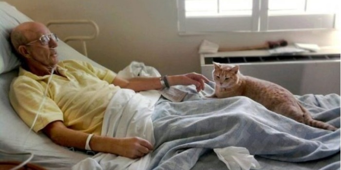 Удивительная история про кота, который спасает ветеранов от боли и утешает их родственников…