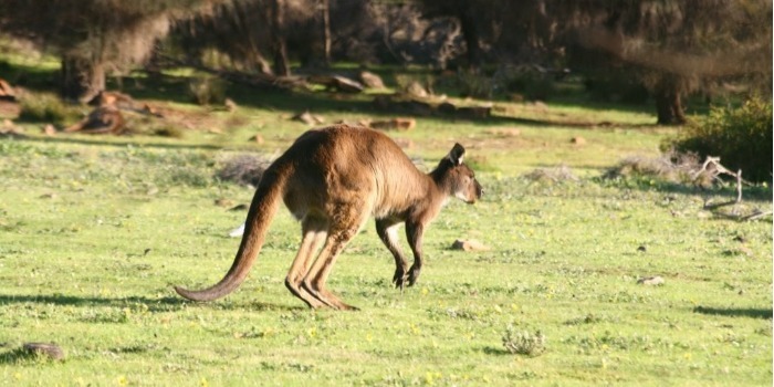 Очаровательный кенгуру. Это самое милое, что вы сегодня увидите!