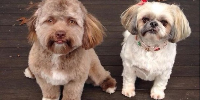 Собака с человеческим лицом покорила Интернет пользователей