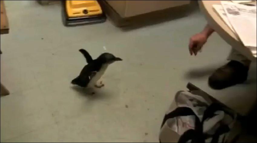 Пощекотали пингвиненка, посмотрите на его реакцию!