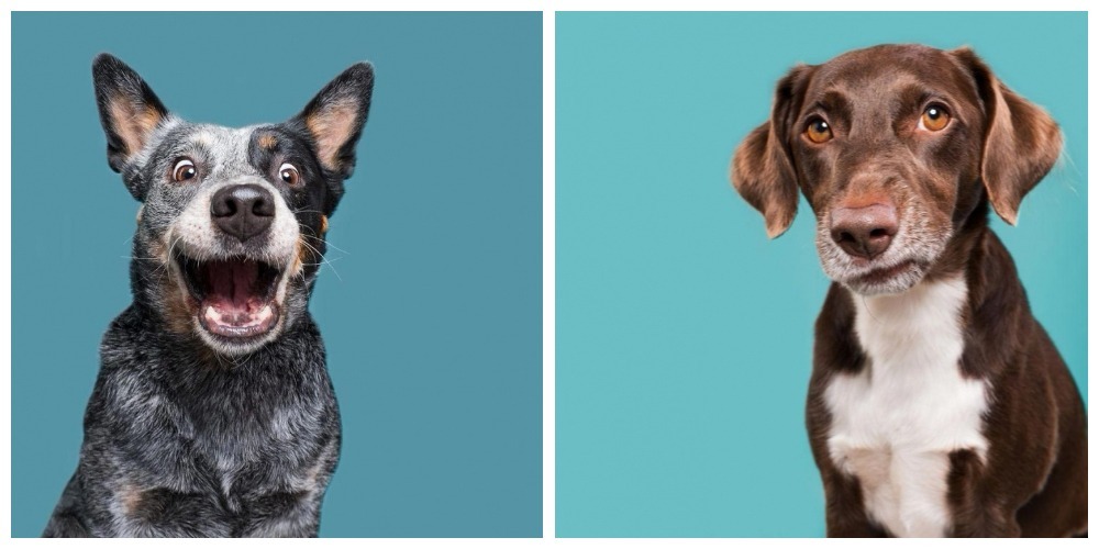 Веселые фотографии собак, подчеркивающие их уникальность