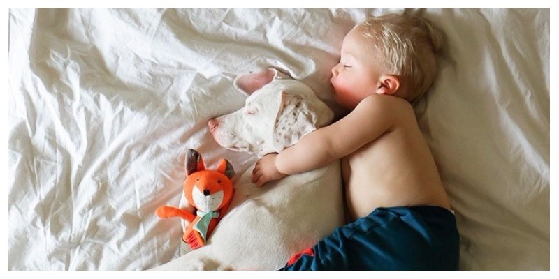 Лучшая подушка для ребенка: 20 доказательств, что это собака