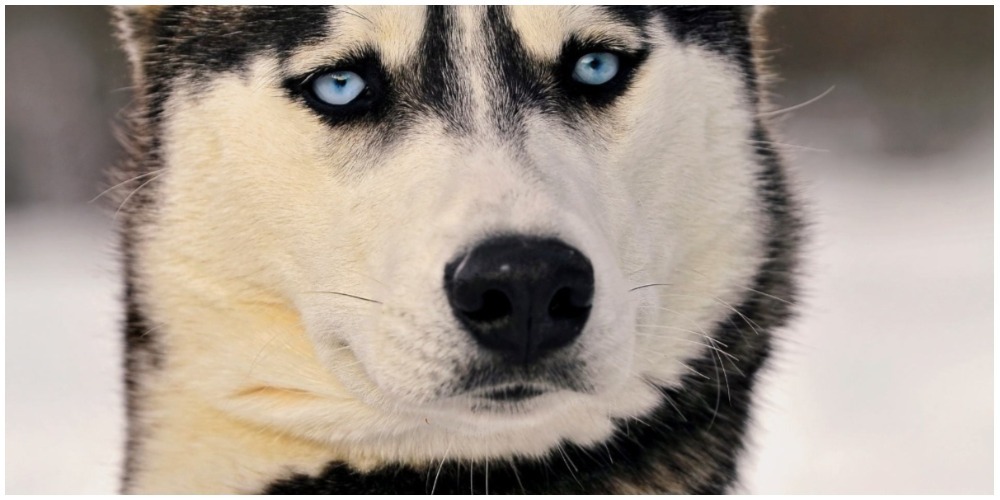 25 фото, подтверждающих, что хаски - самая странная порода собак