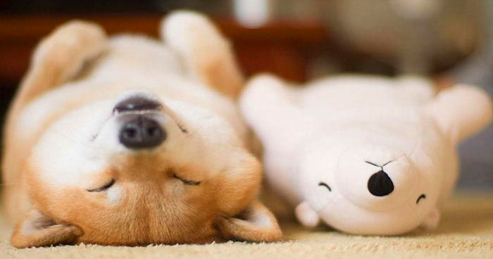 Сиба-Ину — это одна из самых забавных пород собак!