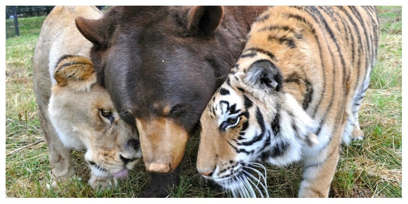 Удивительная история о дружбе трех совершенно разных животных