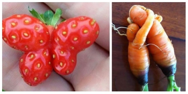 Подборка фотографий овощей и фруктов, которые притворяются не теми, кто они есть на самом деле