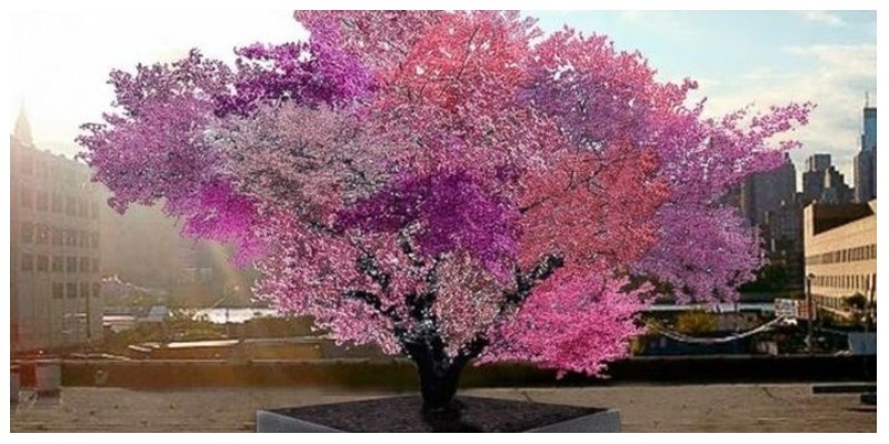 Невероятное дерево, на котором растет 40 разных видов фруктов