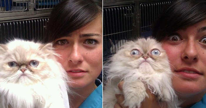 50 котиков, которые поняли, что их привели к ветеринару