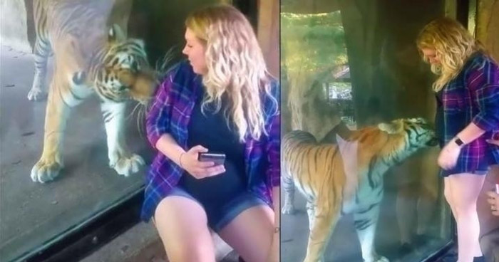 Беременная девушка очень заинтересовала тигра. Неожиданная реакция!