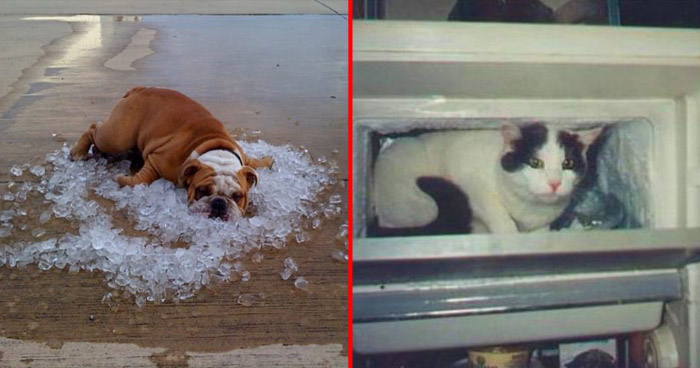 Как животные переносят летнюю жару? Они делают это очень смешно!