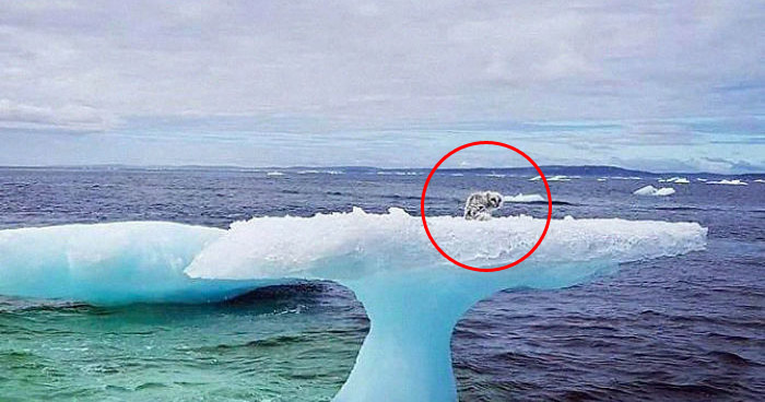Зверь застрял на льдине и уже ни на что не надеялся — и тут его заметили канадские рыбаки...