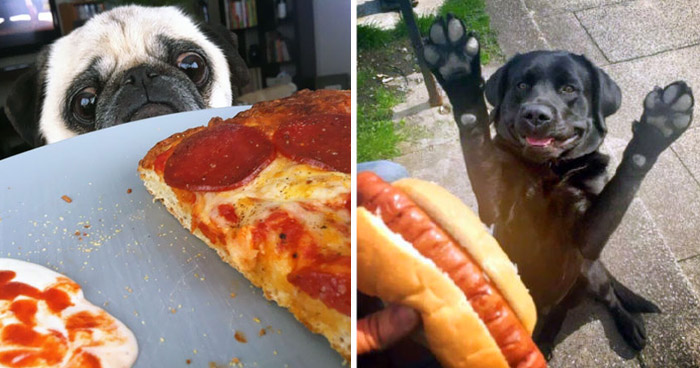 17 примеров: как собаку не корми, а она все равно хочет кусочек вкусняшки