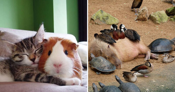20 снимков самой необычной дружбы из животного мира!