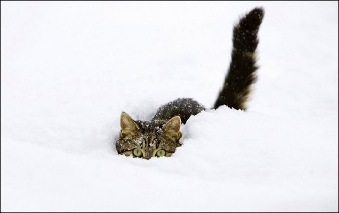 13 забавных котиков, которые не любят снег. Или любят?