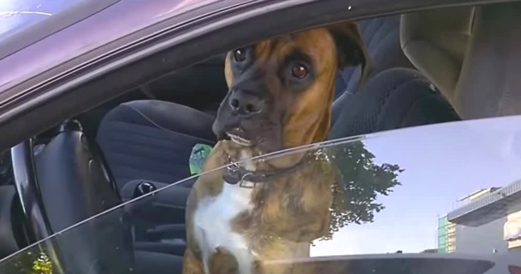 Собака на водительском сидении испугалась полиции!