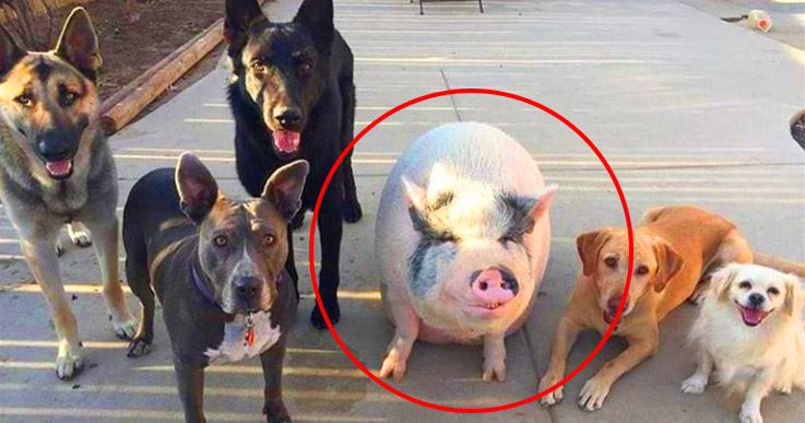 Свинья думает что она собака, ведь у нее 5 друзей псов