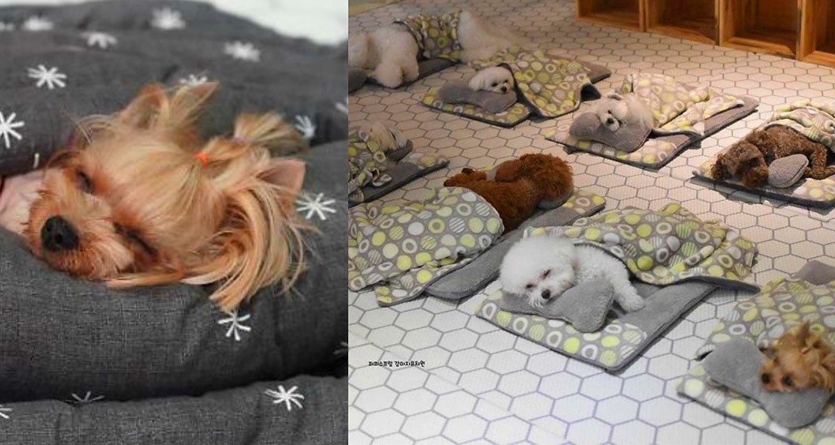 Домашние питомцы уснули в «детском саду для собачек»