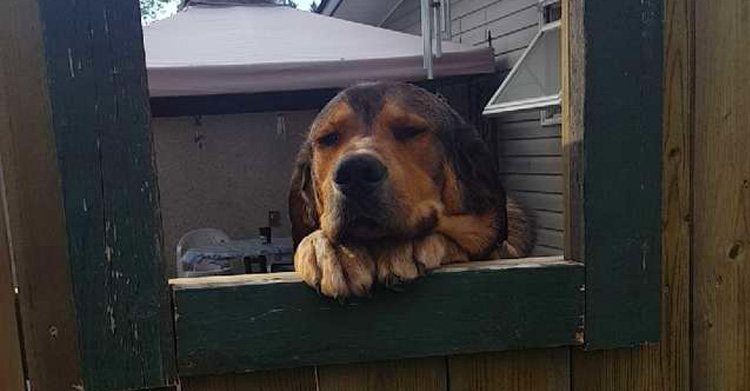 Хозяева заметили, что соседка тайно гладит их собаку через забор