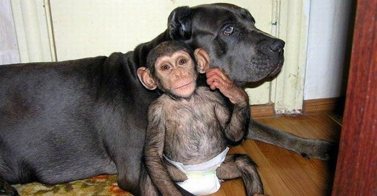 С малюткой-шимпанзе случилась беда, но нашлась «мама» собака