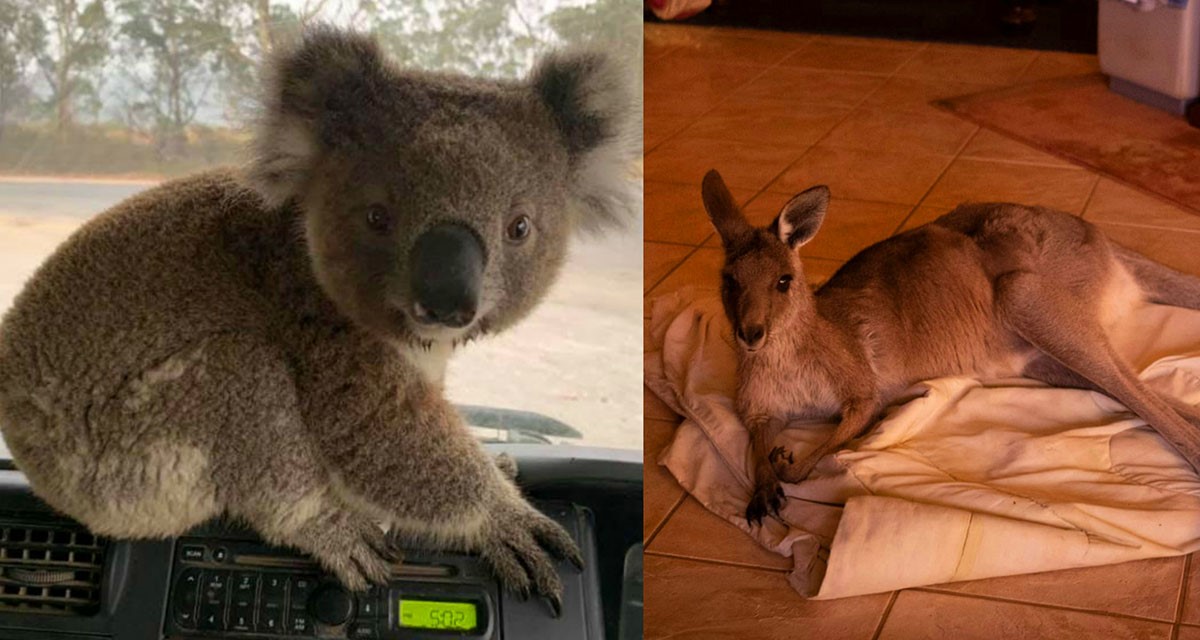 Обычные люди спасают коал и других животных от страшных пожаров