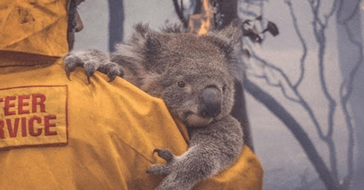 Австралия пылает: люди лично спасают коал от огня