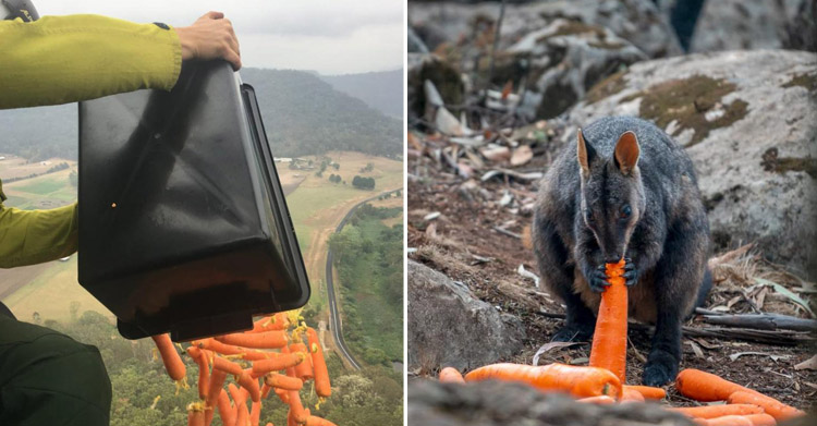 Австралийцы разбрасывают морковку, что бы накормить диких животных